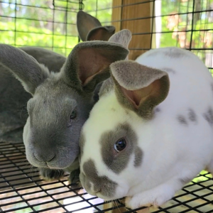 blue and lilac rex rabbit